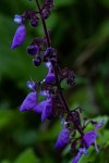 Coleus autranii