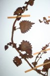 Coleus autranii