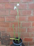 Habenaria walleri