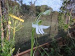 Habenaria walleri