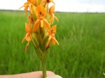 Platycoryne guingangae