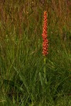 Disa satyriopsis