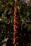 Disa satyriopsis