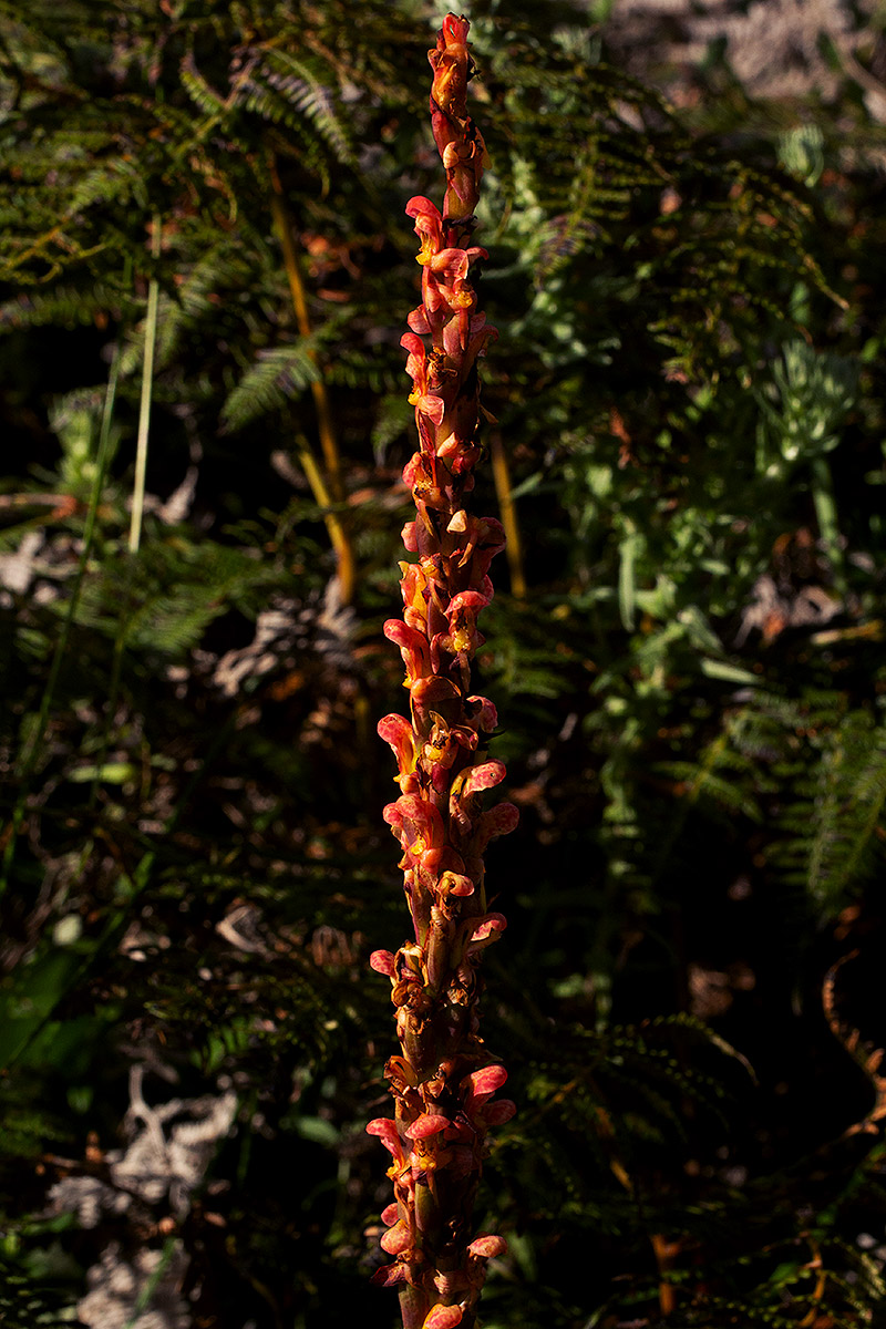 Disa satyriopsis