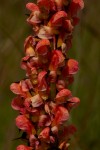 Disa satyriopsis