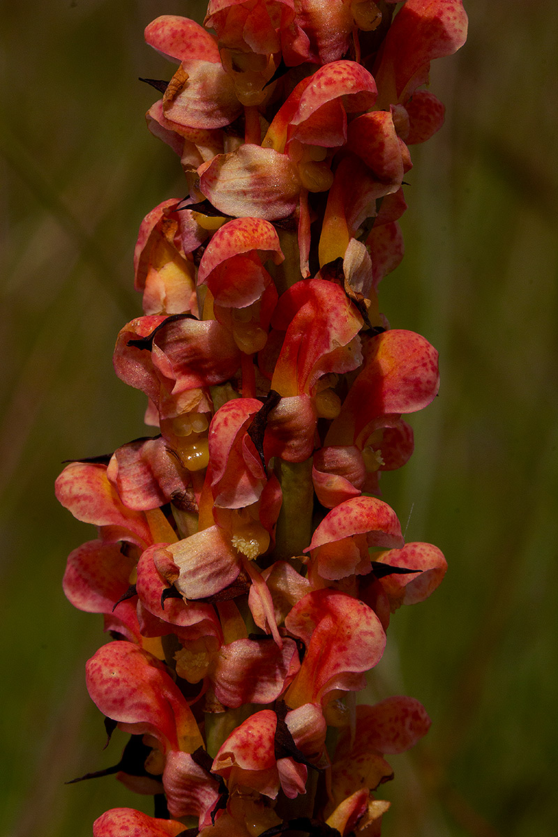 Disa satyriopsis