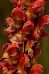 Disa satyriopsis