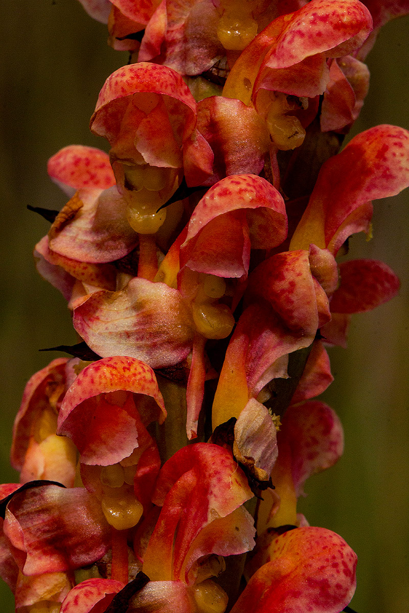 Disa satyriopsis