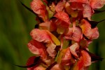 Disa satyriopsis