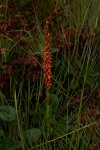 Disa satyriopsis