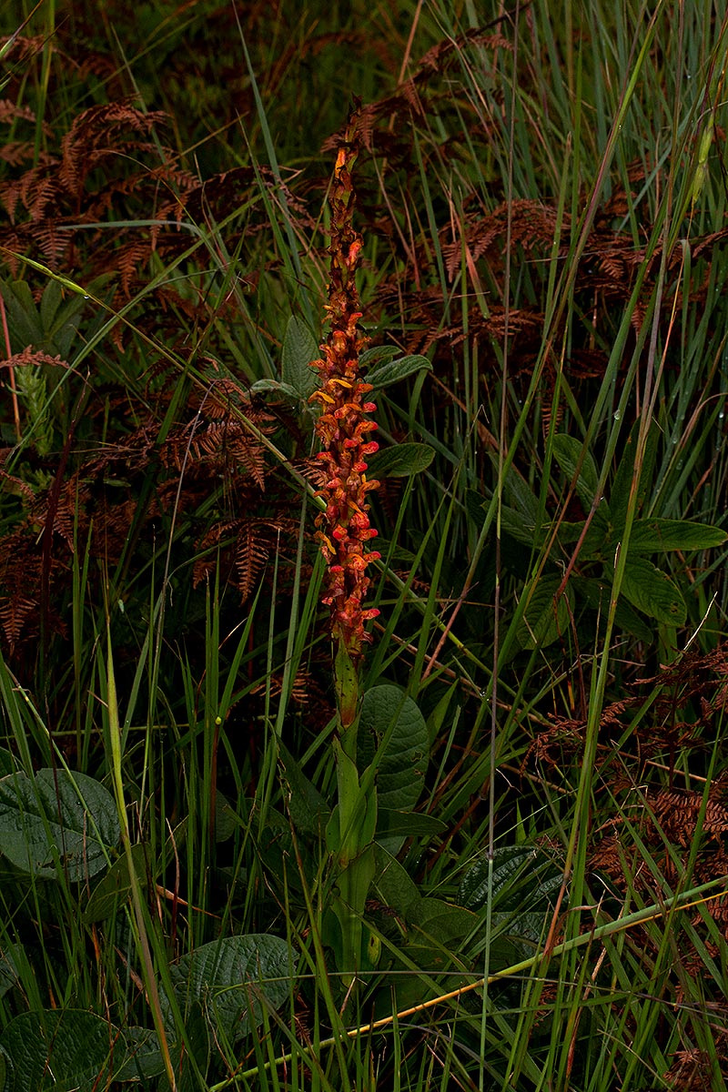 Disa satyriopsis