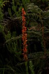 Disa satyriopsis