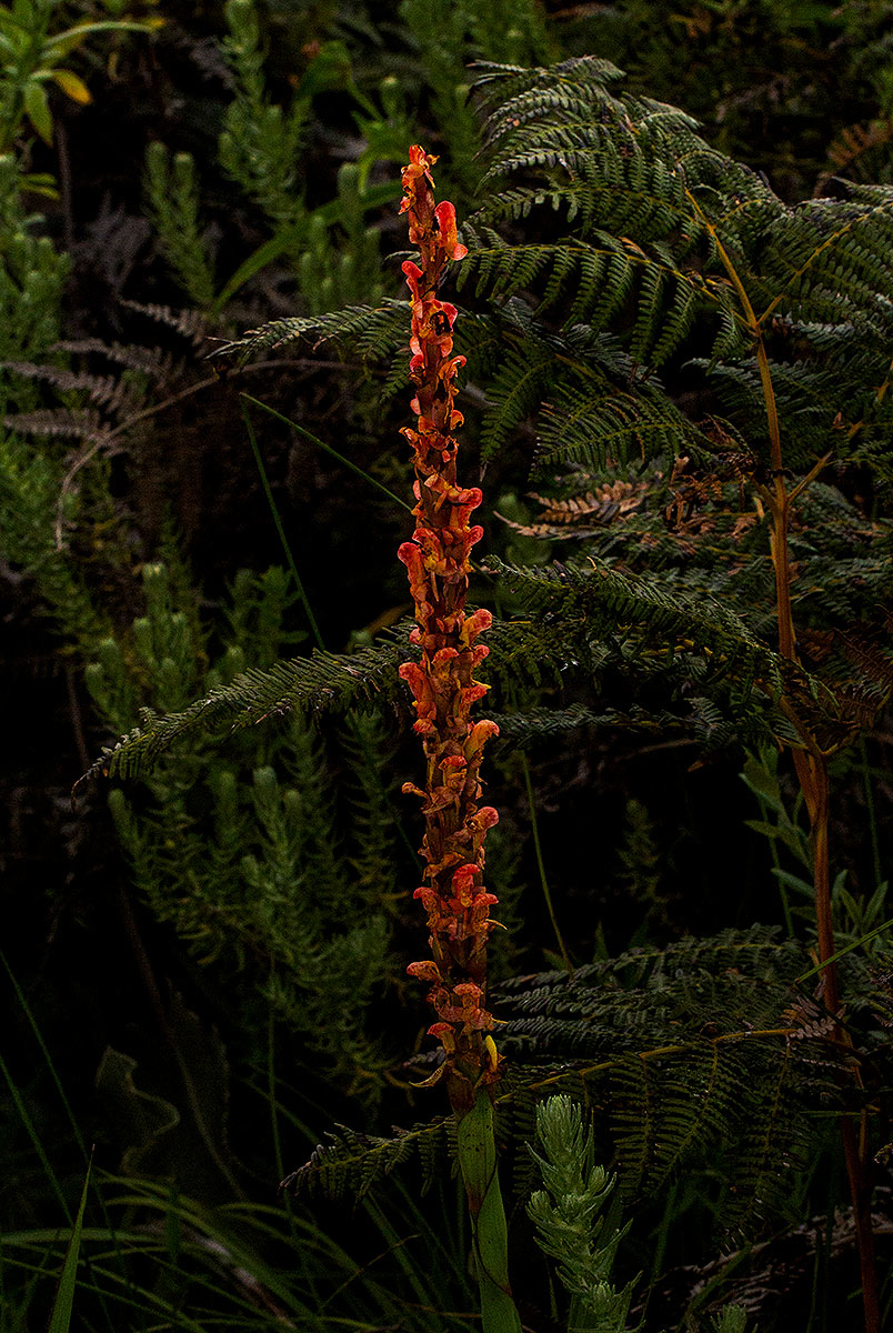Disa satyriopsis