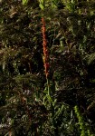 Disa satyriopsis
