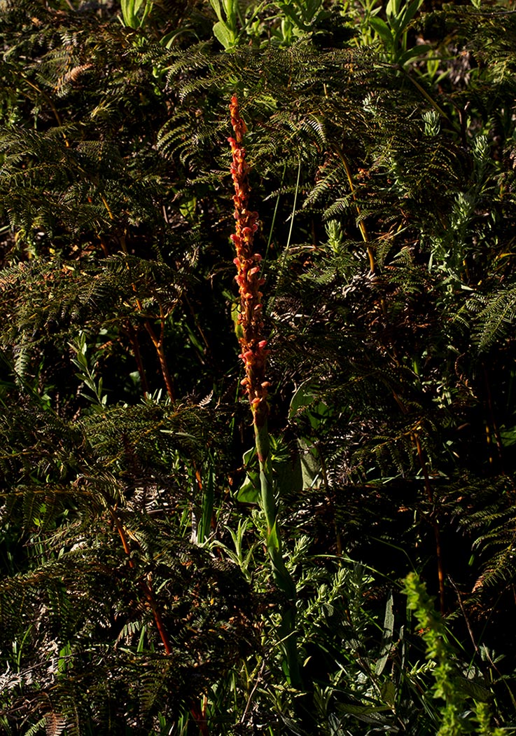Disa satyriopsis