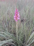 Disa welwitschii subsp. occultans