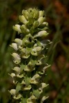 Satyrium amblyosaccos