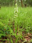 Satyrium amblyosaccos