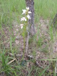 Satyrium carsonii