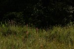Satyrium crassicaule