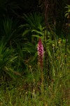 Satyrium crassicaule