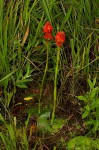 Satyrium orbiculare