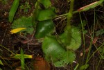Satyrium orbiculare