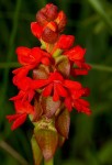Satyrium orbiculare