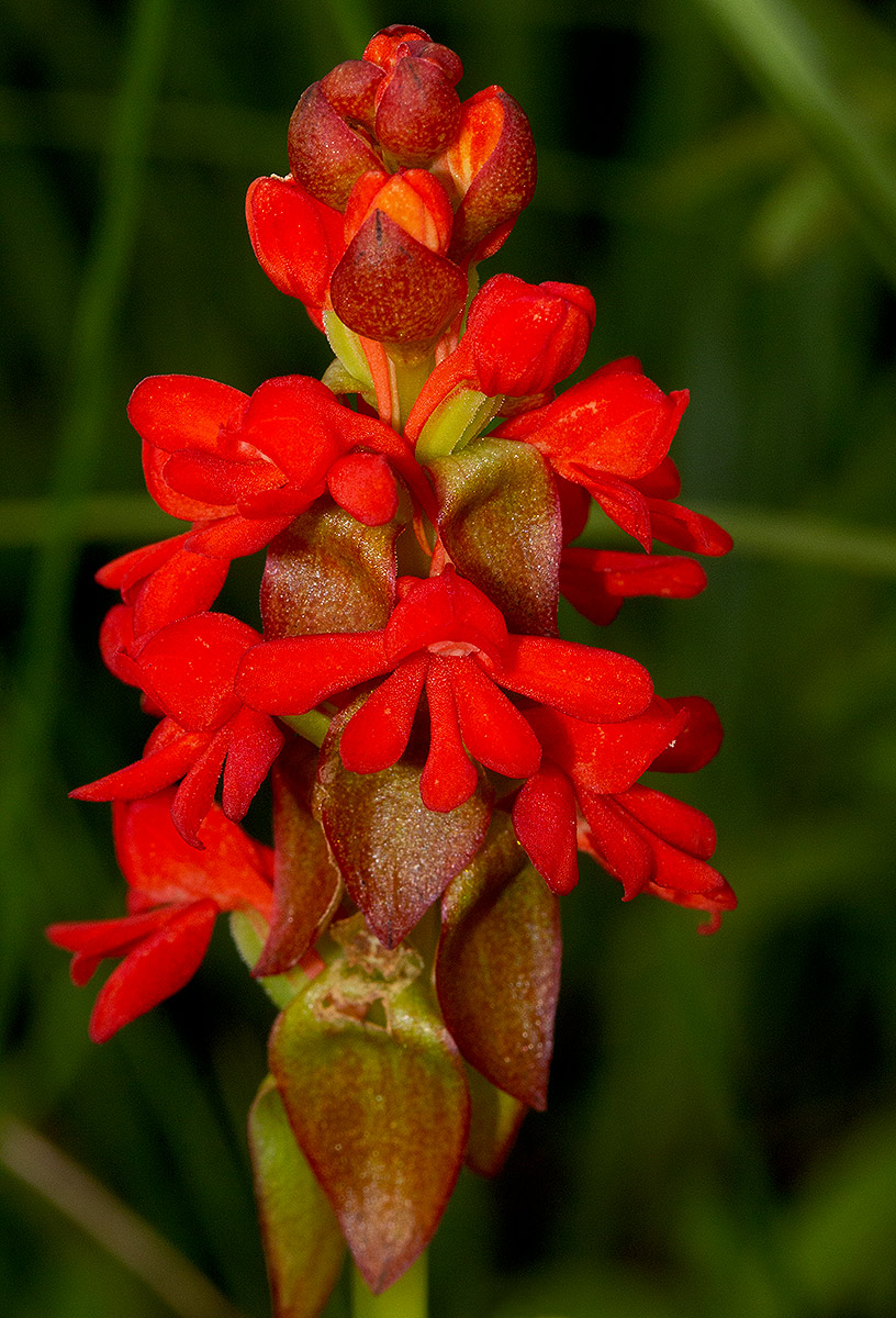 Satyrium orbiculare