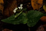 Disperis thomensis
