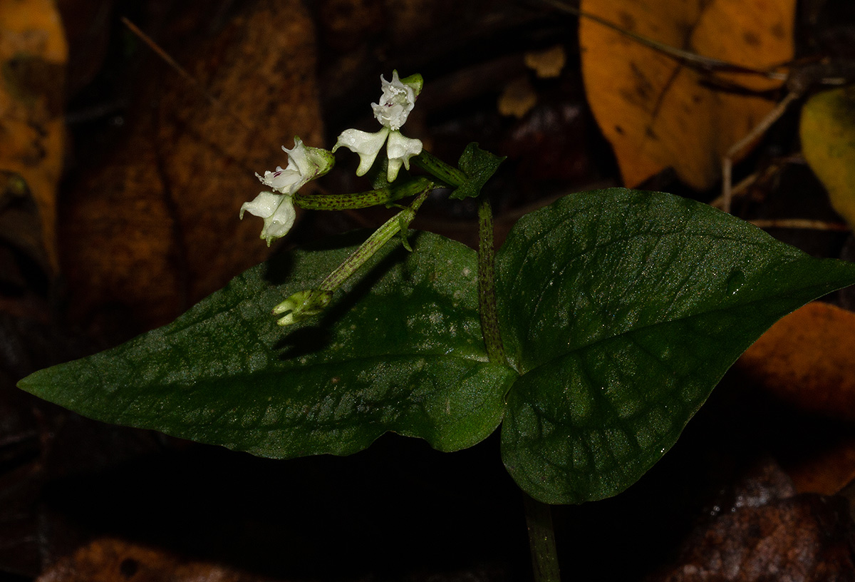 Disperis thomensis