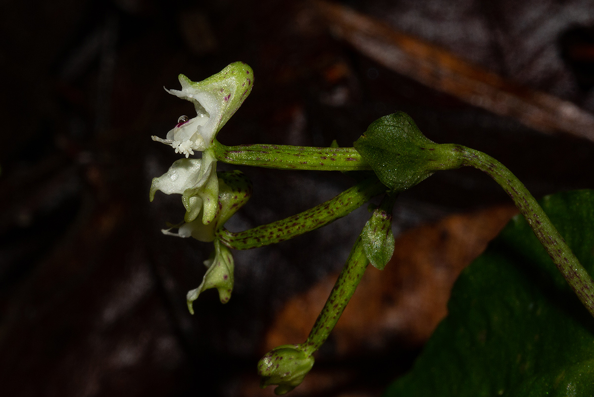 Disperis thomensis
