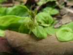 Malaxis schliebenii
