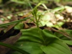 Malaxis schliebenii