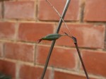 Graphorkis lurida