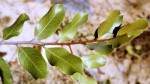 Chrysophyllum bangweolense