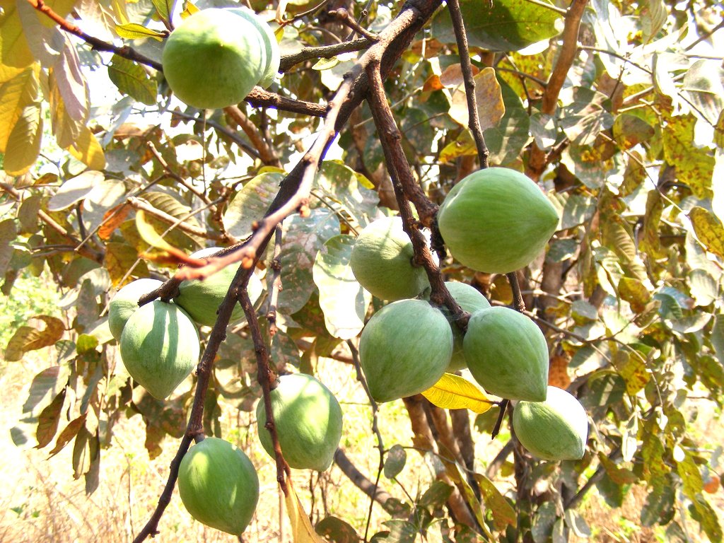 Chrysophyllum bangweolense