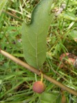 Ficus asperifolia