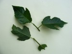 Ficus asperifolia