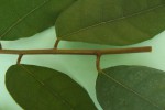 Ficus asperifolia