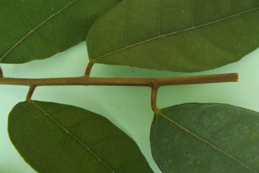 Ficus asperifolia