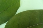 Ficus asperifolia