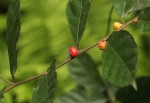Ficus asperifolia