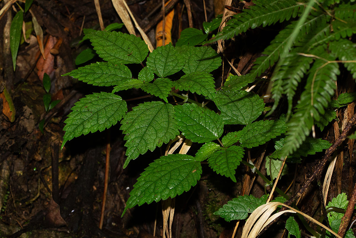 Pilea rivularis