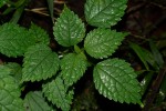 Pilea rivularis