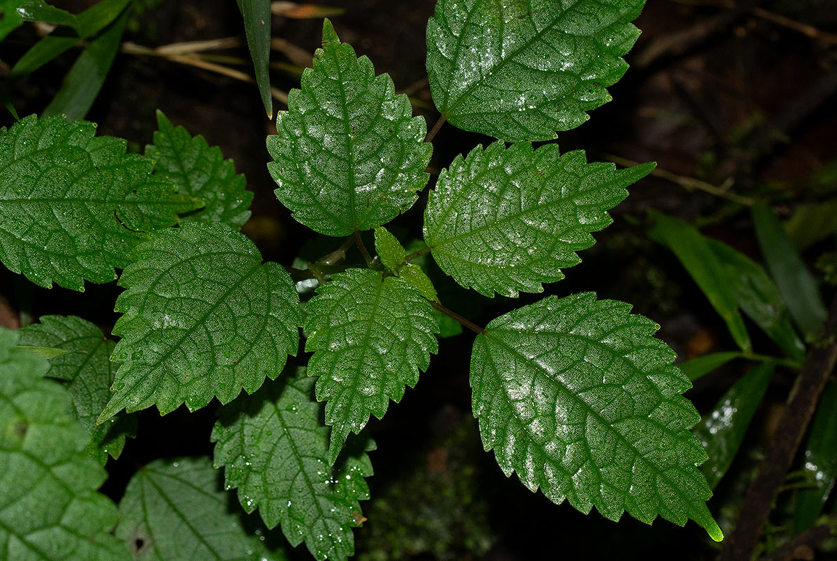 Pilea rivularis