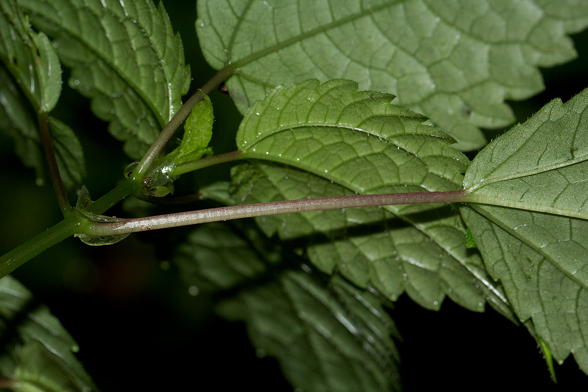 Pilea rivularis