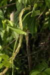 Dioscorea alata