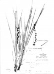 Scleria distans