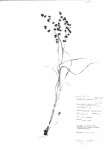 Scleria glabra